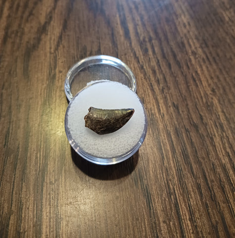 This is a 11/16" long Raptor tooth from the Hell Creek formation in Garfield County, Montana. It is in great condition with no significant repair or restoration L-11/16" W-3/8" Anterior-85%