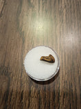 This is a 1/2" long Hadrosaur tooth from the Hell Creek formation in Garfield County, Montana. It is in great condition with no significant repair or restoration.  L-1/2" W-5/16"