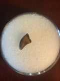 This Archeoraptor Tooth was found in the Hell Creek Formation in Garfield County Montana. There has been no repair or restoration.   L- 3/8"  W- 3/16"