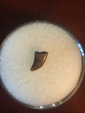 This Archeoraptor Tooth was found in the Hell Creek Formation in Garfield County Montana. There has been no repair or restoration.   L- 3/8"  W- 3/16"