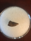 This Archeoraptor Tooth was found in Garfield County Montana. There has been no repair or restoration.   L-3/8"  W-3/16"