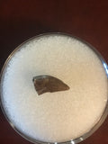 This Archeoraptor Tooth was found in Garfield County Montana. There has been no repair or restoration.   L-3/8"  W-3/16"