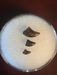 This Archeoraptor Tooth was found in Garfield County Montana. There has been no repair or restoration. Set of three. Various size.