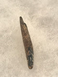 Didelphodon Tooth