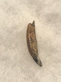 Didelphodon Tooth