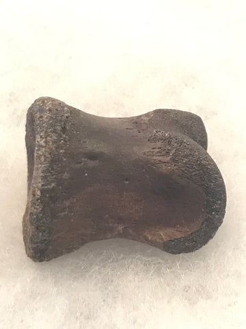 Pachycephalosaurus Digit