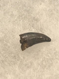 Raptor Tooth