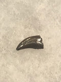 Raptor Tooth