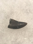  This is a 5/8" long Raptor tooth from the Hell Creek formation in Garfield County, Montana. It is in good condition with no significant repair or restoration.  L-5/8" W-1/8" Anterior 100% Posterior-0%