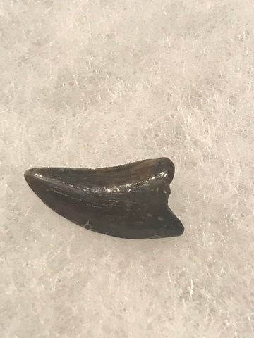  This is a 5/8" long Raptor tooth from the Hell Creek formation in Garfield County, Montana. It is in good condition with no significant repair or restoration.  L-5/8" W-1/8" Anterior 100% Posterior-0%