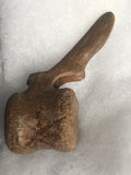 Hadrosaur Caudal Vertebrae