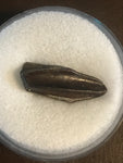 This is a 1" long Hadrosaur tooth from the Hell Creek formation in Garfield County, Montana. It is in great condition with no significant repair or restoration.  L-1" W-3/8"