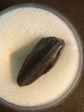 This is a 1" long Hadrosaur tooth from the Hell Creek formation in Garfield County, Montana. It is in great condition with no significant repair or restoration.  L-1" W-3/8"