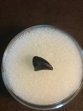 Troodon is a small bird like dinosaur of the late cretaceous period. They lived about 77 million years ago. This tooth is excellent condition and would make a great addition to any collection.   Length-3/8"  Width-1/4" 