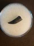 Paronychodon was a small theropod dinosaur genus, from the late cretaceous period, 75-66 million years ago.  This tooth was found in Garfield County Montana.  Length- 1/2inch  Width-1/4inch 