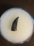 Paronychodon was a small theropod dinosaur genus, from the late cretaceous period, 75-66 million years ago.  This tooth was found in Garfield County Montana.  Length- 1/2inch  Width-1/4inch 