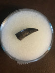 Paronychodon was a small theropod dinosaur genus, from the late cretaceous period, 75-66 million years ago.  This tooth was found in Garfield County Montana.  Length- 1/2inch  Width-1/4inch 