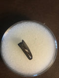 This is a unidentified Raptor Tooth from the Hell Creek Formation in Garfield County Montana. This tooth is in excellent condition. Length - 1/2"  Width - 1/4"