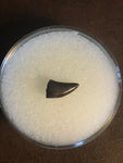 This is a unidentified raptor tooth from the Hell Creek Formation in Garfield county Montana.  Length -  1/4"  Width -  3/8"  Excellent Condition