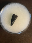 This is a unidentified raptor tooth from the Hell Creek Formation in Garfield county Montana.  Length - 1/2"  Width -  1/4"  Excellent Condition