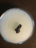 This tooth was found in an old river channel in the Hell Creek Formation. A very nice specimen!  Length -3/8 inches  Width -1/4 inches   