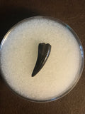 This is an unidentified raptor tooth from the Hell Creek Formation in Garfield county Montana.  Length -  7/8"  Width -  3/8"  Excellent Condition   