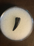  This is a 5/8" long Raptor tooth from the Hell Creek formation in Garfield County, Montana. It is in good condition with no significant repair or restoration.  L-5/8" W-1/4" Anterior 100% Posterior-0%