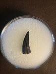 This is an unidentified raptor tooth from the Hell Creek Formation in Garfield county Montana.  Length -  7/8"  Width -  3/8"  Excellent Condition   