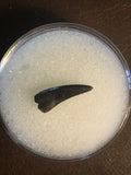  This is a 5/8" long Raptor tooth from the Hell Creek formation in Garfield County, Montana. It is in good condition with no significant repair or restoration.  L-5/8" W-1/4" Anterior 100% Posterior-0%