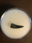 This is an unidentified raptor tooth from the Hell Creek Formation in Garfield county Montana.  Length -  7/8"  Width -  3/8"  Excellent Condition   