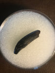 This great quality tooth was found in the Hell Creek formation in Garfield County, MT. There are not a lot of these around!  Length - 1/4 inch  Width - 1/4 inch