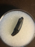 This great quality tooth was found in the Hell Creek formation in Garfield County, MT. There are not a lot of these around!  Length - 1/4 inch  Width - 1/4 inch