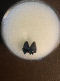 This great quality tooth was found in the Hell Creek formation in Garfield County, MT. There are not a lot of these around!  Length - 1/8 inch  Width - 1/4 inch