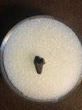 This great quality tooth was found in the Hell Creek formation in Garfield County, MT. There are not a lot of these around!  Length - 1/4 inch  Width - 1/4 inch