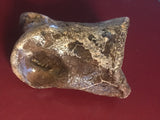 This is a 2 1/2" long unidentified Theropod digit from the Hell Creek formation in Garfield County, Montana. It is in good condition with no significant repair or restoration.  L-2 1/2 W-1 7/8