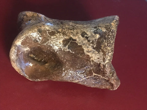 This is a 2 1/2" long unidentified Theropod digit from the Hell Creek formation in Garfield County, Montana. It is in good condition with no significant repair or restoration.  L-2 1/2 W-1 7/8