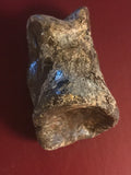 This is a 2 1/2" long unidentified Theropod digit from the Hell Creek formation in Garfield County, Montana. It is in good condition with no significant repair or restoration.  L-2 1/2 W-1 7/8