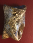 This is a 2 1/2" long unidentified Theropod digit from the Hell Creek formation in Garfield County, Montana. It is in good condition with no significant repair or restoration.  L-2 1/2 W-1 7/8