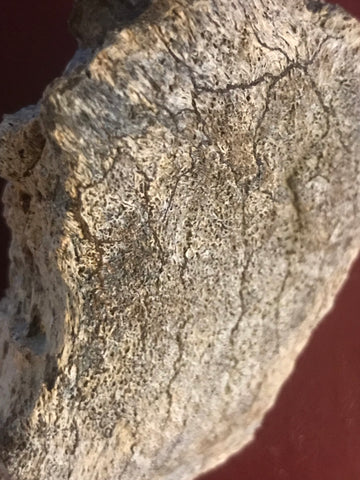 This is a 3" T-Rex bone fragment from the Hell Creek Formation in Garfield County, Montana. This is a very unique piece showing what the inside of the bone looks like. It is in great condition with no significant repair or restoration.  L-3" W-2"