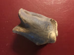 This is a 2 1/4" long unidentified Theropod digit from the Hell Creek formation in Garfield County, Montana. It is in excellent condition with no significant repair or restoration.  L-2 1/4 W-1 1/4