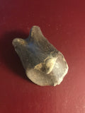 This is a 2 1/4" long unidentified Theropod digit from the Hell Creek formation in Garfield County, Montana. It is in excellent condition with no significant repair or restoration.  L-2 1/4 W-1 1/4