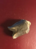 This is a 2 1/4" long unidentified Theropod digit from the Hell Creek formation in Garfield County, Montana. It is in excellent condition with no significant repair or restoration.  L-2 1/4 W-1 1/4