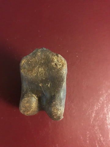 This is a 2 1/4" long unidentified Theropod digit from the Hell Creek formation in Garfield County, Montana. It is in excellent condition with no significant repair or restoration.  L-2 1/4 W-1 1/4