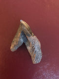 This is a 2" long Triceratops Tooth Crown from the Hell Creek Formation in Garfield County, Montana. It is in excellent condition with no significant repair or restoration.  L-2" W-1 1/8"