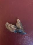 This is a 2" long Triceratops Tooth Crown from the Hell Creek Formation in Garfield County, Montana. It is in excellent condition with no significant repair or restoration.  L-2" W-1 1/8"