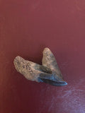 This is a 2" long Triceratops Tooth Crown from the Hell Creek Formation in Garfield County, Montana. It is in excellent condition with no significant repair or restoration.  L-2" W-1 1/8"