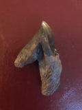 This is a 2" long Triceratops Tooth Crown from the Hell Creek Formation in Garfield County, Montana. It is in excellent condition with no significant repair or restoration.  L-2" W-1 1/8"