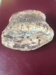 This is a beautiful Hadrosaur Digit from the Hell Creek Formation. This digit is in excellent condition. A very great find!     Length -3 3/4" Width -4 3/4" 