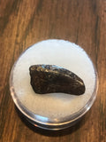 This is a 3/4" long Raptor tooth from the Hell Creek formation in Garfield County, Montana. It is in great condition with no significant repair or restoration L-3/4" W-3/8" Anterior-90%  