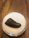 This is a 3/4" long Raptor tooth from the Hell Creek formation in Garfield County, Montana. It is in great condition with no significant repair or restoration L-3/4" W-3/8" Anterior-90%  